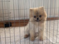 Pomeranian show class