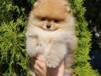 Sçr belgeli Show kalite pomeranian yavrularımız