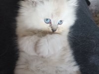British longhair yavrumuz