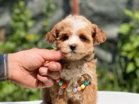 Sevimli maltipoo yavrular Red Brown