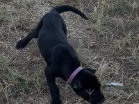 Safkan Cane Corso