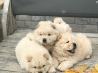 Çin aslanı chow chow