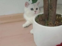 Üreticiden british shorthair
