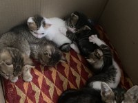 8 Adet Dünyalar Tatlısı Kardeş Tekir
