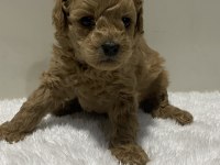 Irk garantili tam toy poodle yavrular dişi erkek