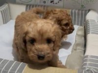 Poodle Ayarında Efsane Yavrular