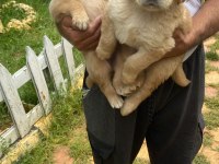 Erkek golden retriever yavrumuz