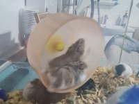 YAVRU GONZALES HAMSTERLAR
