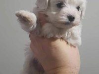 Terrier maltese köpeğimiz
