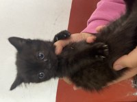 2 aylık british shorthair yavru