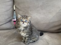 British Shorthair Yavrularımız