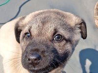 YAVRU KANGAL KÖPEĞİ