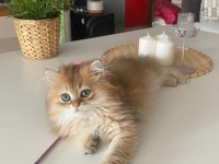 British Longhair Golden NY11 Yavrumuz Full Şecereli