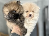 Pomeranian yavrumuz