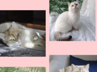 british shorthair yetişkin sahiplendirilecek