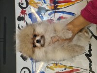 Pomeranian Dişi Tea Cup