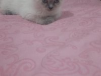 Scottish Fold ve British Shorthair Yavrular