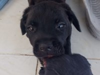 Cane Corso Black İtalyan Mastifi