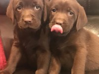 Chocolate Labrador Retriever Yavruları