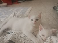 Sevimli iki bacı kedimiz