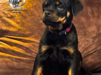 A şecereye sahip Rottweiler yavrular