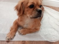 Pekinez köpeğim