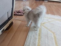 Scottish fold 3 buçuk aylık erkek