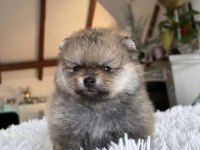 Pomeranian Dişi Ayı Tipler