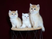 Dişi Ve Erkek British Shorthair Bebeklerim