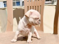 BLACK TAN PLATİNİUM CHOCO CARRİER ERKEK EGZOTİC PUG