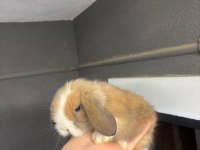 Cüce mini ve Hollanda lop tavşanları gonderılır