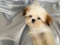 Puf puf shih tzu kızım