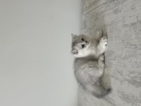 Safkan british shorthair
