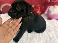 A+ KALİTE CANE CORSO YAVRULARIMIZ