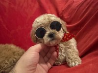 MALTİPOO IRK VE SAĞLIK GARANTİLİ
