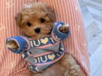 Kore Maltipoo Yavrular