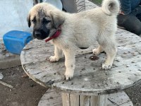50 günlük kangal köpeği yavruları
