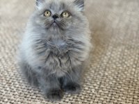 British Longhair Cer