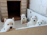 ANNE ALTINDAN SÜT BEYAZ ERKEK HUSKY YAVRULAR