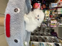 Scottish Fold Longhair Brıtısh Shortair