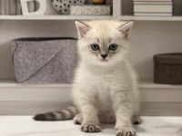 Show Kalite Brıtısh Shorthair Yavrularım