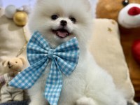 Teddy bear pomeranian boo oğlumuz