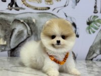 Show Kalite Pomeranian Boo Yavrular