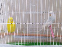 YUMURTA YAPAN 1 DİŞİ 1 ADET ERKEK MUHABBET KUŞU