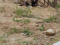ÜST KALİTE SAFKAN KANGAL YAVRULARIMIZ