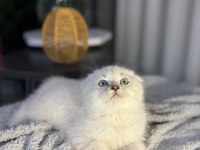 A kalite scottish fold bebek