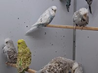 Show jumbo muhabbet kuşları