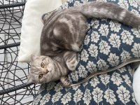 8 aylık erkek scottish fold ücretsiz sahiplendirilecektir