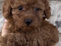 Toy Poodle Yavru Köpeğimiz