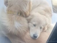 Golden retriever Çift olarak sahiplendirme